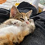 June participe au concours pour gagner de l'argent avec cette photo : kitten, cat, pet, fur, paw, relaxed, cozy, indoor, bed, blanket, socks, human, lap, resting, cute, animal, feline, closeup, comfort, casual