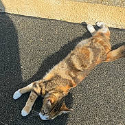 June participe au concours pour gagner de l'argent avec cette photo : cat, tabby_cat, stretching, outdoor, sunlight, pavement, relaxed, animal, feline, whiskers, fur, pet, daylight, shadow, nature, resting, mammal, cute, calm, lying_down