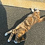 cat, tabby_cat, stretching, outdoor, sunlight, pavement, relaxed, animal, feline, whiskers, fur, pet, daylight, shadow, nature, resting, mammal, cute, calm, lying_down
