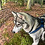 Draco a rejoint le concours — aidez-le/la à gagner de superbes lots ! dog, husky, animal, pet, forest, trees, moss, outdoor, nature, canine, leaves, walking, adventure, fur, harness, snout, ears, wildlife, daytime, exploring