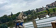 Draco participe au concours pour gagner de l'argent avec cette photo : building, calm, canine, cloudy_sky, dog, fence, harness, husky, lake, leash, nature, outdoor, park, pet, reflection, scenic, sidewalk, trees, urban, water