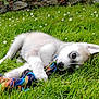 puppy, dog, grass, toy, rope, playful, outdoor, nature, flower, greenery, cute, pet, lying_down, animal, fur, ears, small, young, daylight, chewing