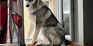 Draco participe au concours pour gagner de l'argent avec cette photo : dog, siberian_husky, windowsill, window, curtains, indoor, pet, animal, fur, tail, natural_light, looking_outside, sitting, domestic, house, radiator, wood, resting, calm, portrait