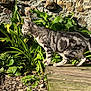 Yuki a rejoint le concours — aidez-le/la à gagner de superbes lots ! cat, tabby, outdoor, garden, plants, wooden_platform, stone_wall, greenery, sunlight, animal, pet, walking, nature, feline, mammal, daylight, leaves, texture, side_view, curious