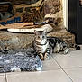 Yuki participe au concours pour gagner de l'argent avec cette photo : cat, tabby, indoor, floor, tile, stone, hearth, cushion, decor, brass, ornament, pet, animal, relaxed, feline, striped, resting, household, cozy, domestic