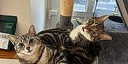 Yuki a rejoint le concours — aidez-le/la à gagner de superbes lots ! cat, tabby_cat, cat_tree, pet, animal, cute, feline, indoor, cozy, snuggling, resting, whiskers, playful, curious, tongue_out, window, home, fur, ears, relaxed