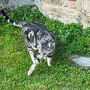 Yuki a rejoint le concours — aidez-le/la à gagner de superbes lots ! cat, tabby, silver_tabby, grass, garden, stone_wall, outdoor, greenery, animal, pet, walking, nature, curious, feline, mammal, plant, daylight, side_view, quiet, explorer