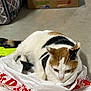 animal, black, brown, calico, cardboard_box, cat, cozy, cute, domestic, feline, floor, fur, home, indoor, laying, pet, plastic_bag, relaxed, toy, white