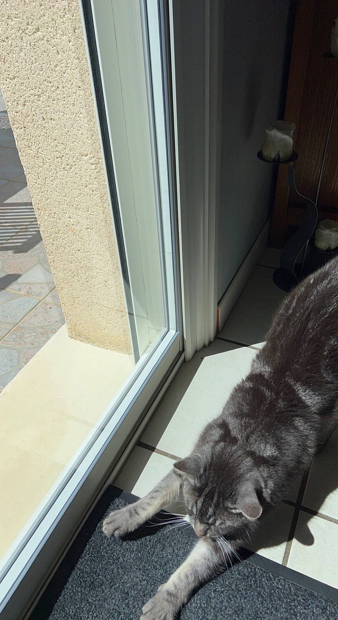 Omaley participe au concours pour gagner de l'argent avec cette photo : black_cat, carnivore, cat, claw, comfort, domestic_short_haired_cat, door, felidae, fixture, flooring, fur, glass, hardwood, home_door, room, small_to_medium_sized_cats, tail, whiskers, window, wood