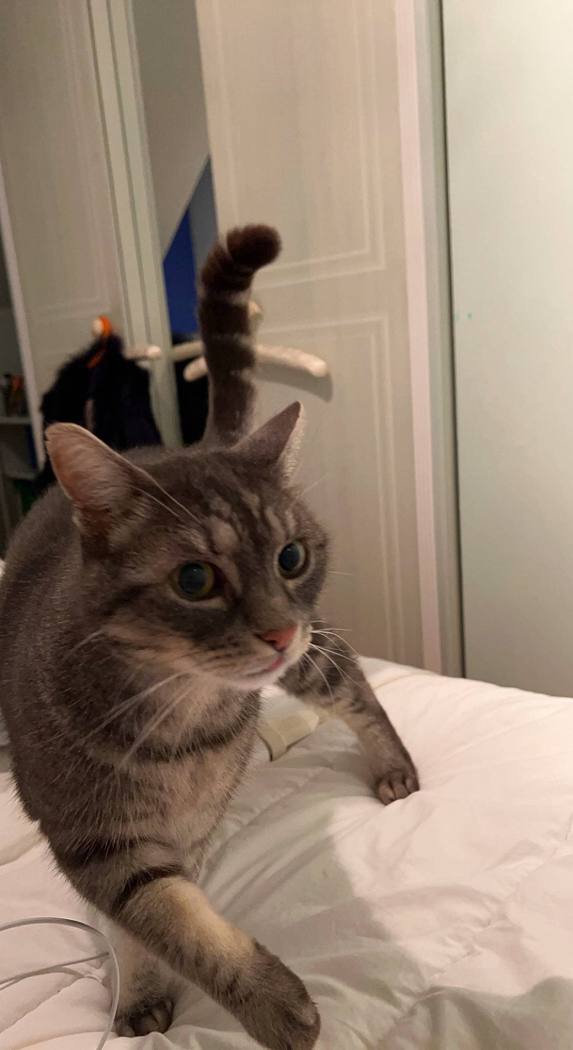 Omaley participe au concours pour gagner de l'argent avec cette photo : bed, bedding, carnivore, cat, comfort, domestic_short_haired_cat, door, felidae, fur, grey, linens, paw, room, small_to_medium_sized_cats, snout, tail, whiskers, window