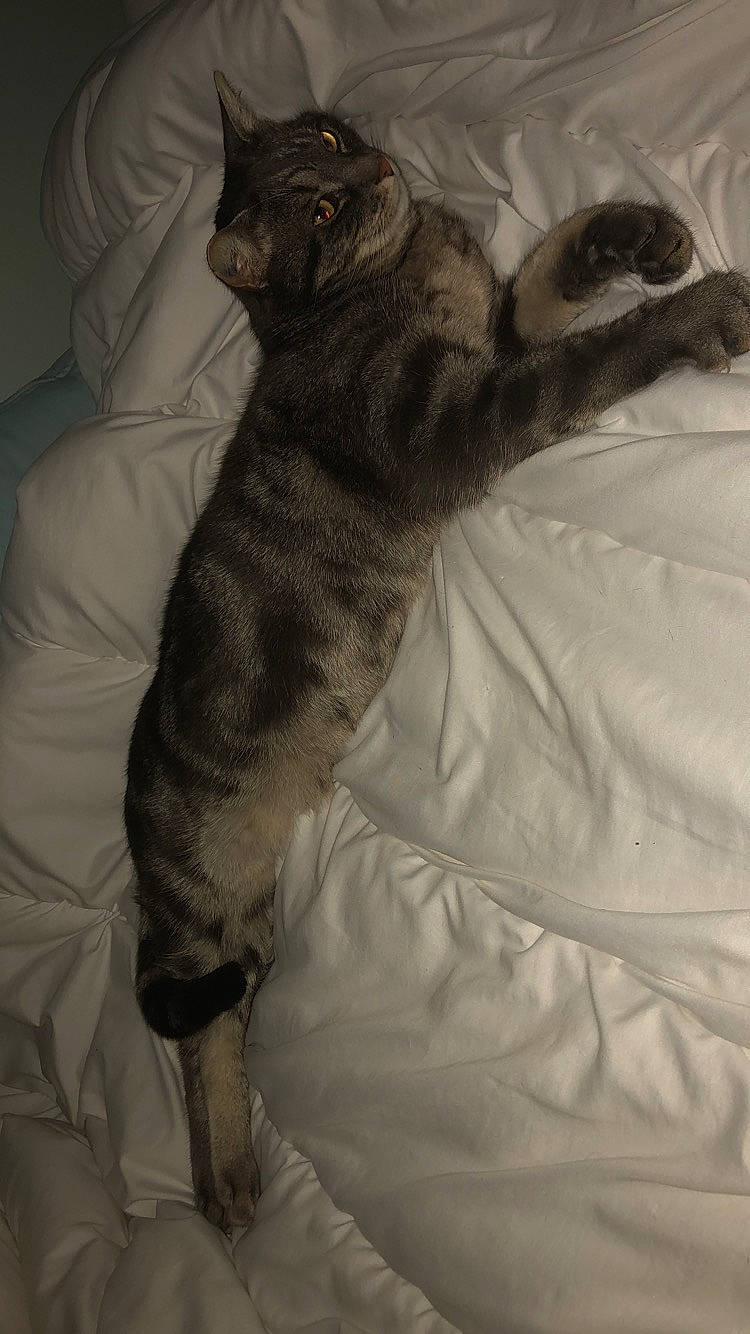 Omaley a rejoint le concours — aidez-le/la à gagner de superbes lots ! bed, bedding, black_cat, carnivore, cat, claw, comfort, dog_breed, domestic_short_haired_cat, felidae, fur, grey, human_leg, linens, paw, room, small_to_medium_sized_cats, tail, terrestrial_animal, whiskers