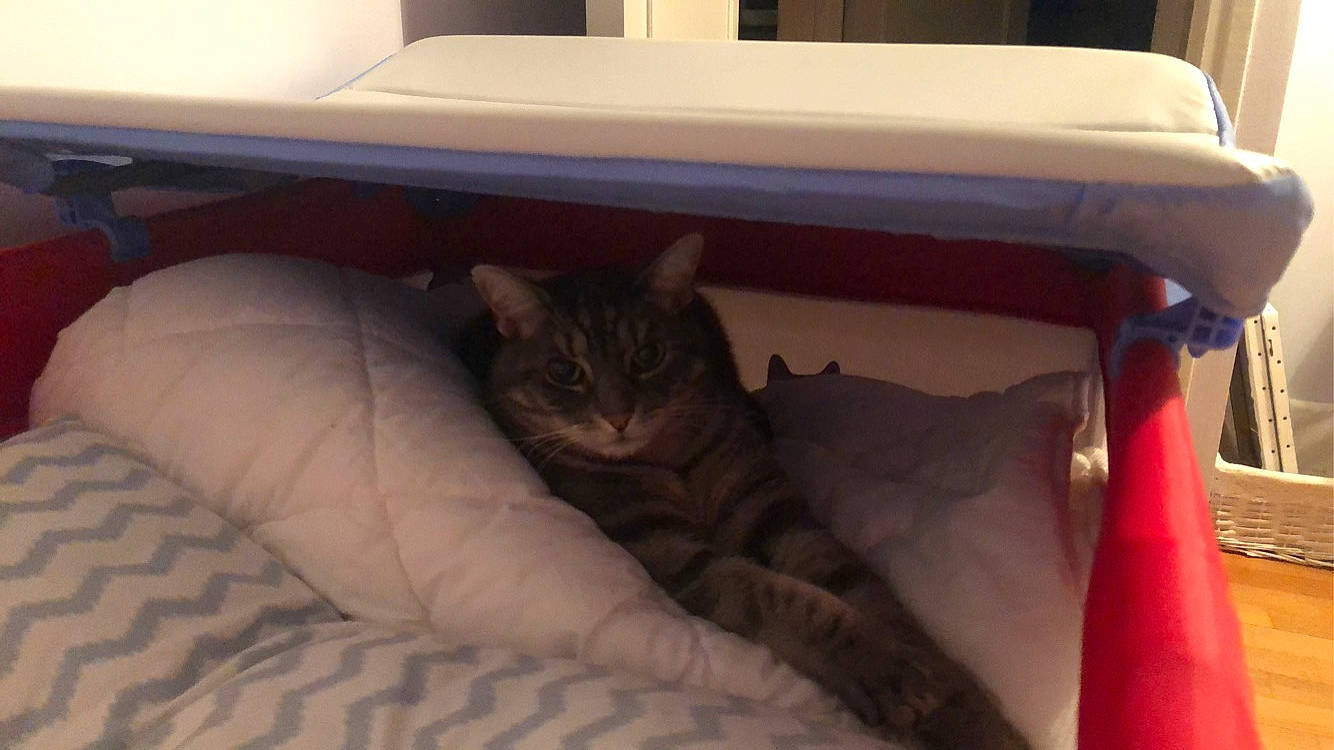 Omaley participe au concours pour gagner de l'argent avec cette photo : automotive_exterior, bed, bedding, bedroom, carnivore, cat, cat_supply, comfort, domestic_short_haired_cat, felidae, fur, hardwood, linens, motor_vehicle, nap, room, small_to_medium_sized_cats, tree, whiskers, wood