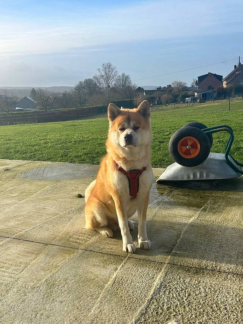 Keyko participe au concours pour gagner de l'argent avec cette photo : asphalt, carnivore, cloud, collar, companion_dog, dog, dog_breed, fawn, grass, herding_dog, mammal, plant, road, road_surface, sidewalk, sky, spitz, tail, tree, working_animal