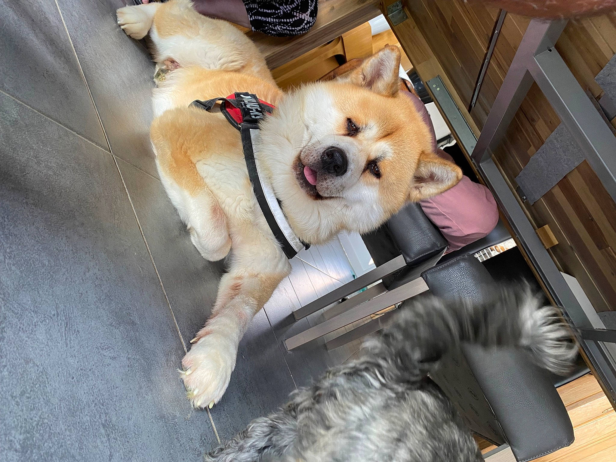 Keyko a rejoint le concours — aidez-le/la à gagner de superbes lots ! bag, canidae, carnivore, collar, companion_dog, dog, dog_breed, dog_collar, dog_supply, fashion_accessory, fawn, fur, leash, luggage_and_bags, paw, pomeranian, spitz, sporting_group, whiskers, working_animal