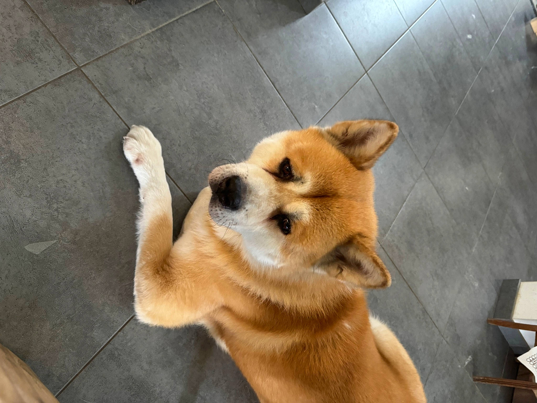 Keyko participe au concours pour gagner de l'argent avec cette photo : canidae, carnivore, collar, companion_dog, dog, dog_breed, fawn, flooring, fur, non_sporting_group, road_surface, snout, spitz, sporting_group, tail, terrestrial_animal, tile_flooring, whiskers, working_animal, working_dog