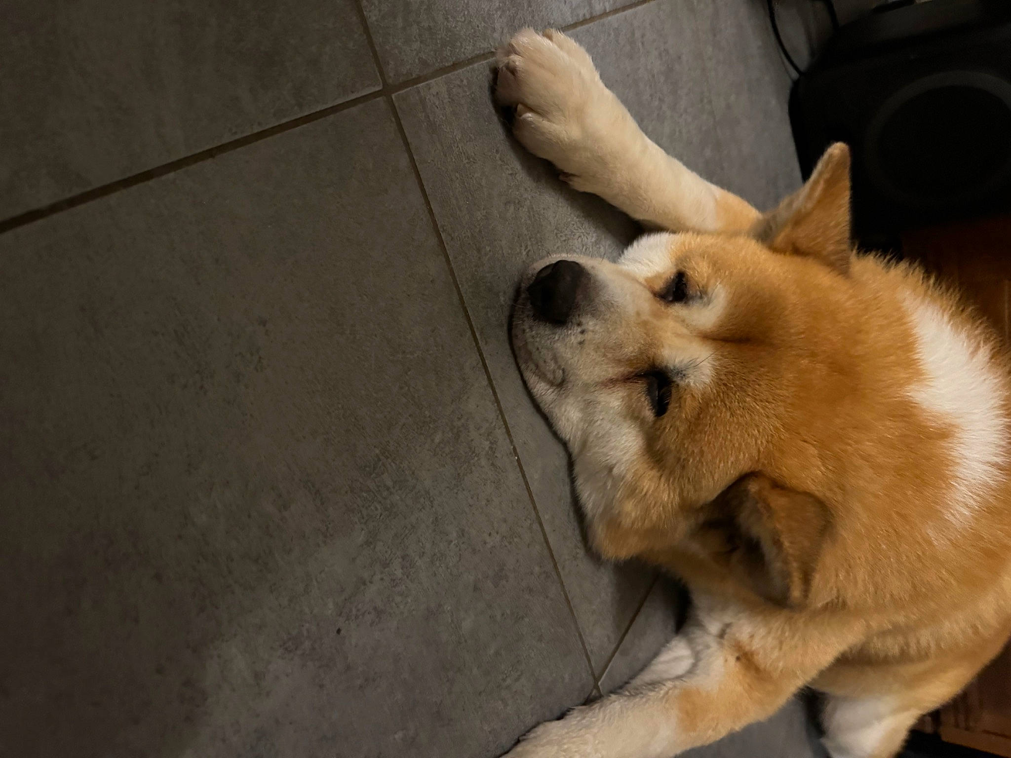 Keyko participe au concours pour gagner de l'argent avec cette photo : canidae, carnivore, companion_dog, dog, dog_breed, fawn, flooring, fur, german_spitz_mittel, paw, pomeranian, puppy, spitz, sporting_group, street_dog, terrestrial_animal, whiskers, wood, working_animal, working_dog