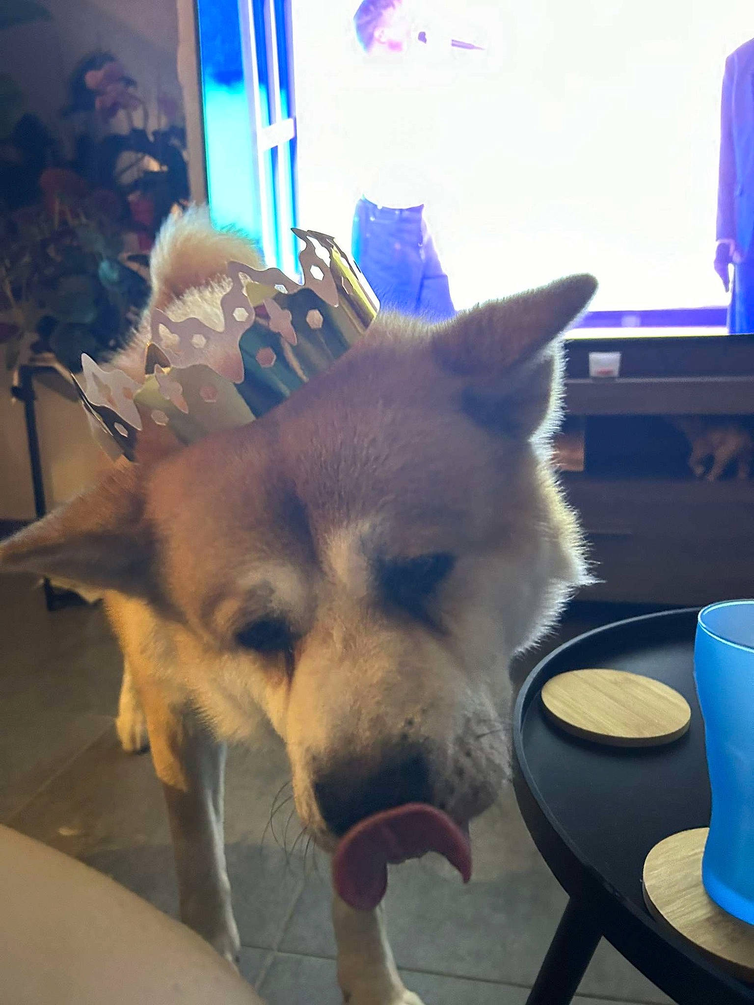 Keyko a rejoint le concours — aidez-le/la à gagner de superbes lots ! canidae, canis, carnivore, coffee_cup, companion_dog, cup, dog, dog_breed, drinkware, fawn, fur, herding_dog, mug, non_sporting_group, paw, serveware, snapshot, sporting_group, square, working_dog