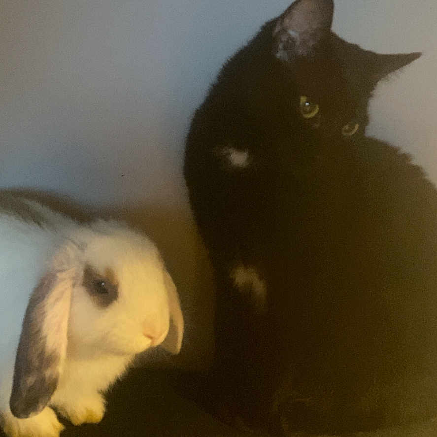 Mochi a rejoint le concours — aidez-le/la à gagner de superbes lots ! animal, black, cat, closeup, companion, cute, domestic, ears, fur, furry, indoor, mammal, pet, quiet, rabbit, resting, sitting, small, soft_light, white