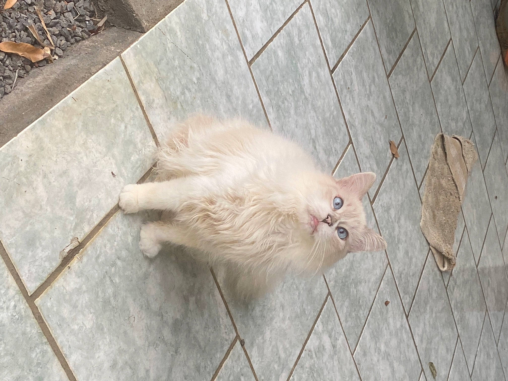Eglantine participe au concours pour gagner de l'argent avec cette photo : canidae, carnivore, claw, domestic_short_haired_cat, fawn, feather, felidae, flooring, foot, fur, muroidea, paw, pest, road_surface, small_to_medium_sized_cats, snout, tail, terrestrial_animal, whiskers, wood