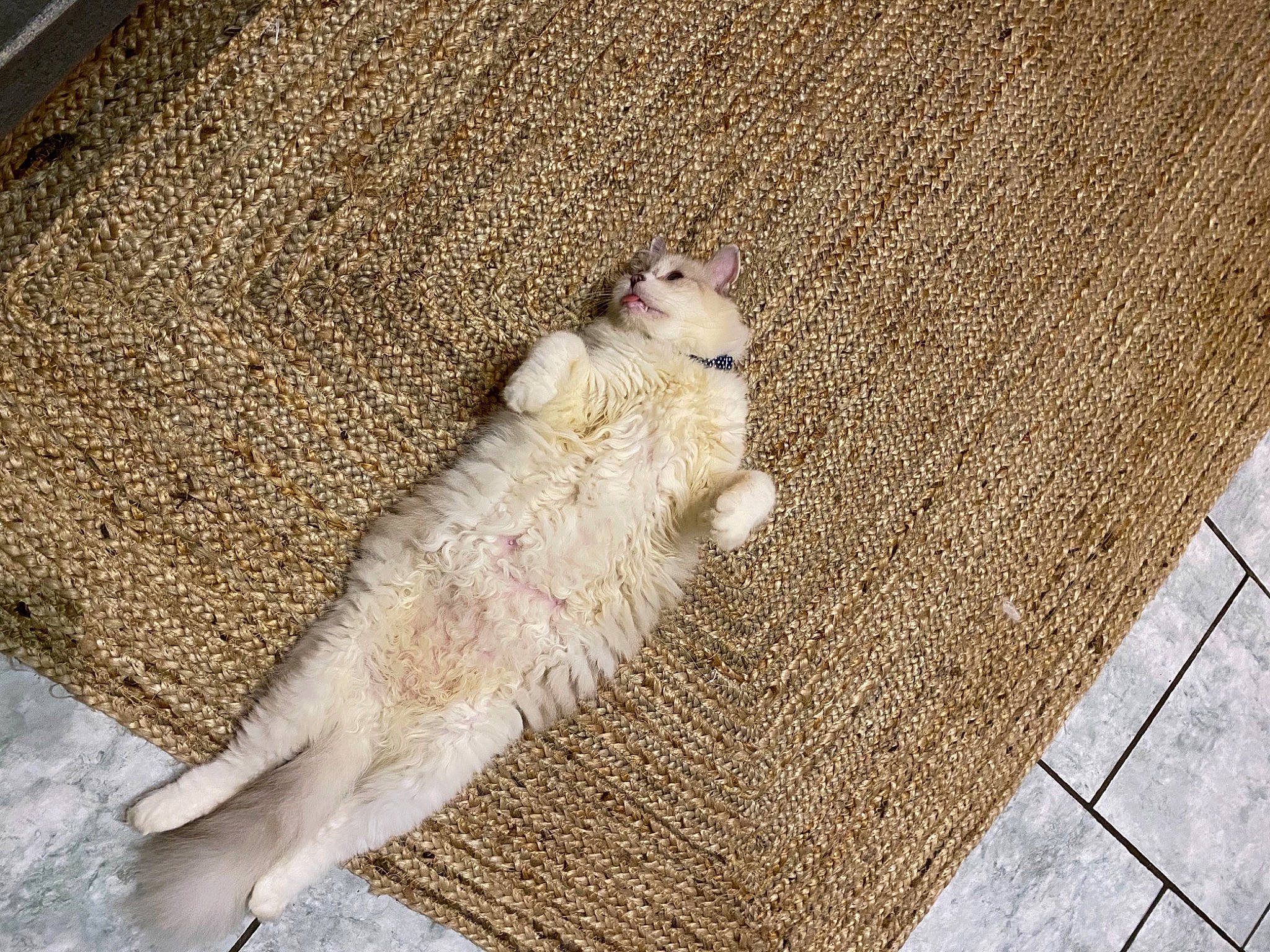 Eglantine a rejoint le concours — aidez-le/la à gagner de superbes lots ! beige, carnivore, claw, companion_dog, dog_breed, fawn, felidae, floor, flooring, paw, pet_supply, road_surface, sidewalk, small_to_medium_sized_cats, snout, sporting_group, tail, terrestrial_animal, whiskers, wood