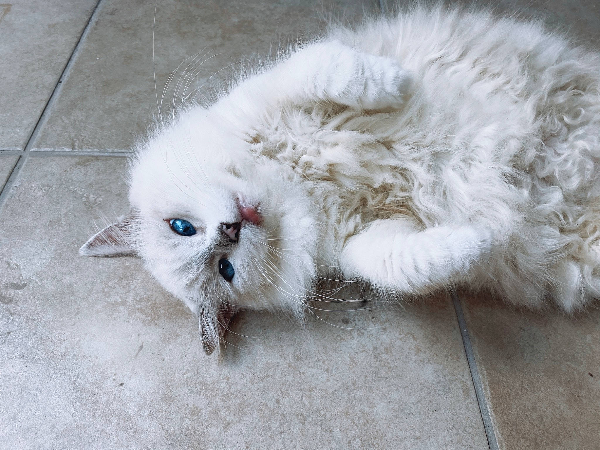 Eglantine a rejoint le concours — aidez-le/la à gagner de superbes lots ! birman, british_longhair, carnivore, cat, claw, comfort, companion_dog, domestic_short_haired_cat, felidae, flooring, fur, grey, paw, persian, ragdoll, small_to_medium_sized_cats, snout, tail, terrestrial_animal, whiskers