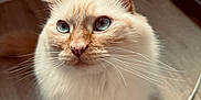 Charli participe au concours pour gagner de l'argent avec cette photo : blue_eyes, cat, closeup, cream_colored, curious, cute, domestic_animal, ears, feline, fluffy, fur, indoor, nose, pet, portrait, sitting, soft_light, whiskers, wooden_floor