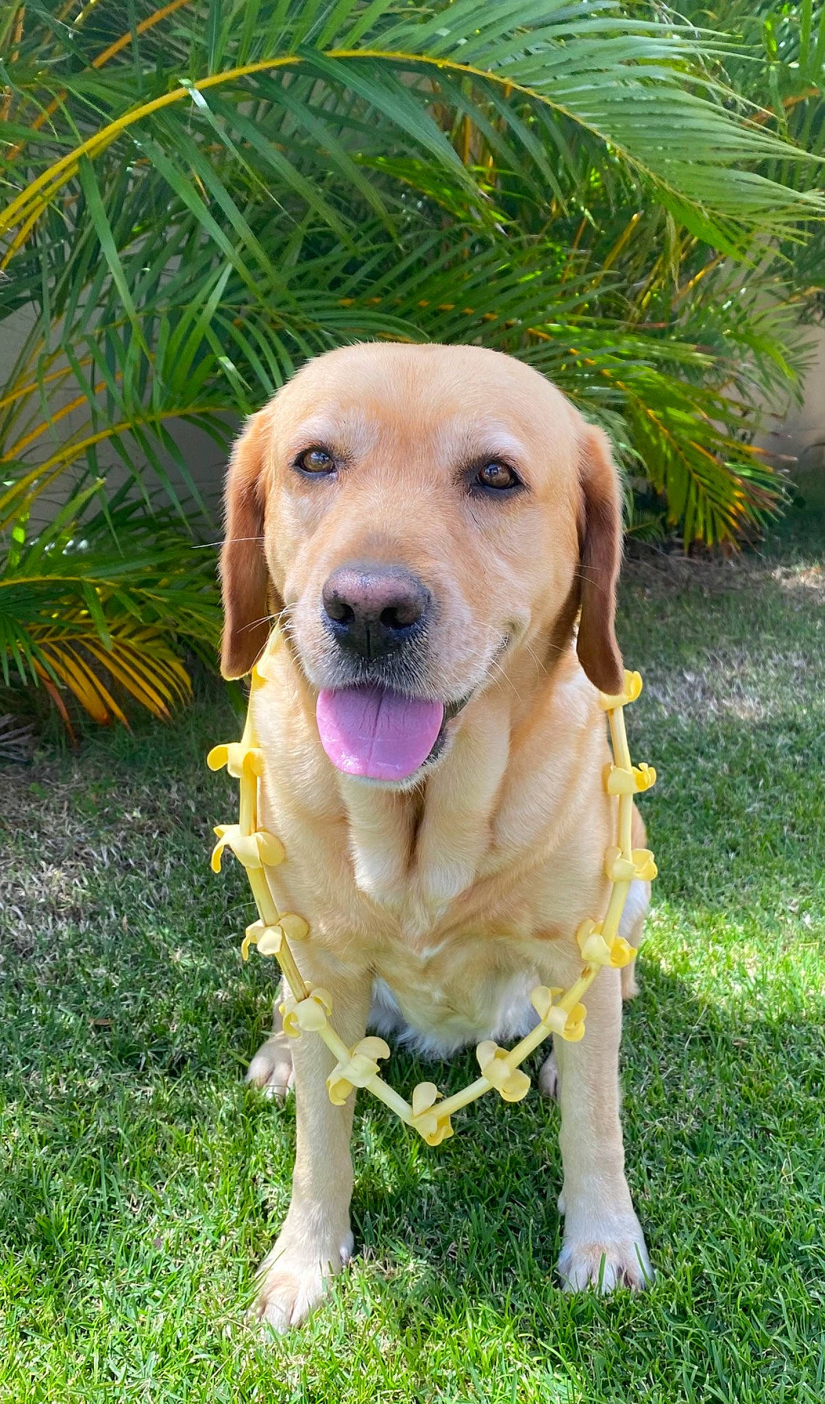 Gabbie joined the competition — help win amazing prizes! canidae, carnivore, collar, companion_dog, dog, dog_breed, dog_collar, fawn, golden_retriever, grass, gun_dog, hunting_dog, labrador_retriever, palm_tree, plant, snout, sporting_group, whiskers, wildlife, working_animal