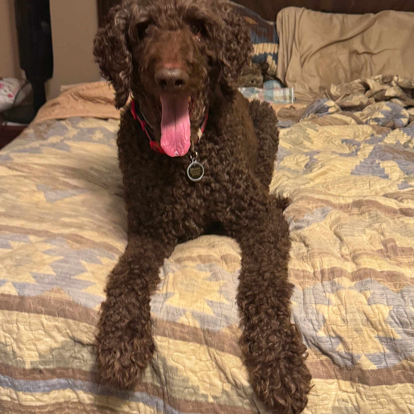 Bruno