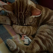 Jj joined the competition — help win amazing prizes! cat, tabby, sleeping, paw, fur, striped, tail, blanket, cozy, resting, indoor, cute, pet, animal, closeup, relaxing, soft, comfort, warm, feline
