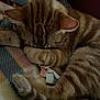 cat, tabby, sleeping, paw, fur, striped, tail, blanket, cozy, resting, indoor, cute, pet, animal, closeup, relaxing, soft, comfort, warm, feline