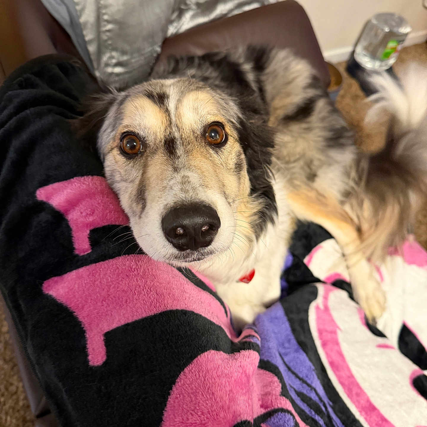 Ziggy is registered to the contest to win money with this photo: dog, pet, blanket, fur, brown_eyes, indoor, chair, water_bottle, carpet, relaxed, close_up, snout, ears, tail, home, comfort, colorful, pattern, looking_up, animal