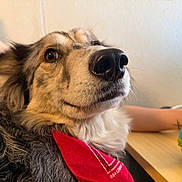 Ziggy joined the competition — help win amazing prizes! dog, bandana, close_up, indoor, pet, animal, toy, table, person, arm, fur, face, brown_eyes, snout, black_nose, curious, relaxed, companion, domestic, friend