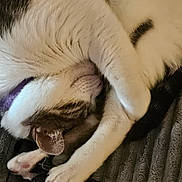 Kita joined the competition — help win amazing prizes! cat, sleeping, curled_up, paws, fur, close_up, pet, animal, indoor, blanket, texture, cozy, relaxed, whiskers, tabby, soft, cute, resting, nap, feline