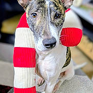 Maya a rejoint le concours — aidez-le/la à gagner de superbes lots ! animal, blurred_background, cute, dog, domestic_animal, ears, fur, indoor, looking_at_camera, pet, plush_toy, portrait, red, sitting, snout, soft_toy, striped, table, whiskers, white