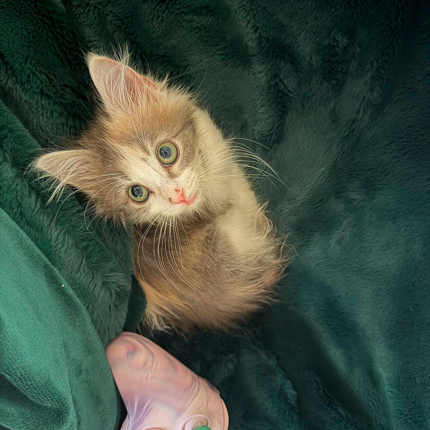 Ellie May