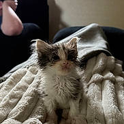 Ellie May joined the competition — help win amazing prizes! kitten, cat, pet, animal, fluffy, blanket, indoor, couch, resting, fur, cute, small, soft, cozy, young, texture, domestic, feline, curious, blurred_background