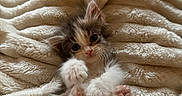 Ellie May is registered to the contest to win money with this photo: adorable, animal, blanket, cat, cozy, cute, fur, furry, indoor, kitten, mammal, paws, pet, plush, relaxed, resting, small, soft, whiskers, young