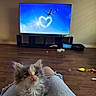 Ellie May is registered to the contest to win money with this photo: kitten, cat, lap, person, jeans, ripped_jeans, living_room, television, heart_cloud, plane, wooden_floor, toys, floor, indoor, furniture, cozy, pet, curious, fluffy, cute