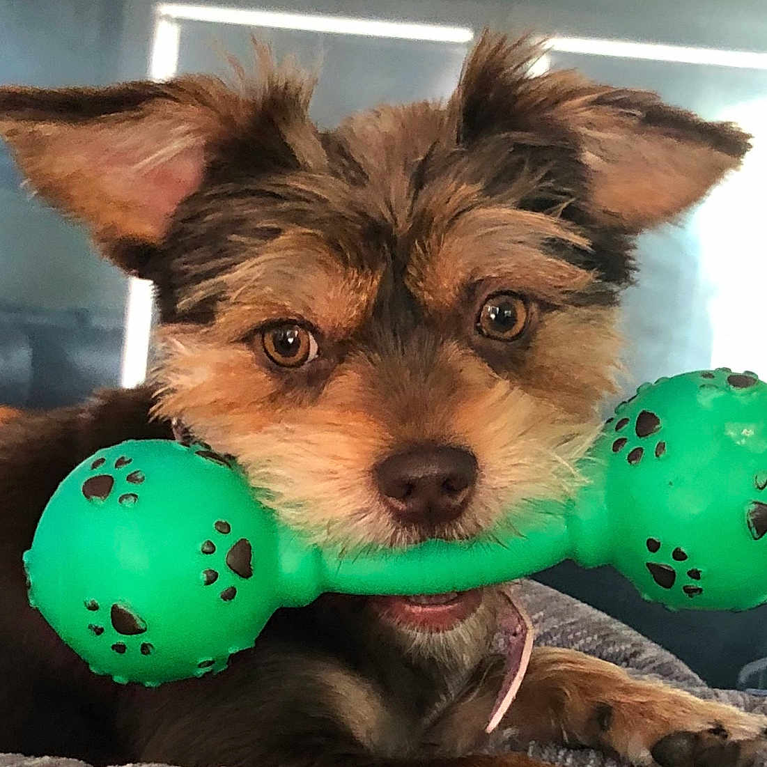 Maze joined the competition — help win amazing prizes! ball, canidae, carnivore, companion_dog, dog, dog_breed, dog_clothes, dog_supply, dog_toy, fawn, fur, play, recreation, snout, sporting_group, tennis_ball, toy, toy_dog, whiskers, working_animal