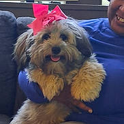 Suga is registered to the contest to win money with this photo: dog, bow, pink_bow, fluffy, pet, smile, person, blue_clothing, hand, couch, indoor, window_blinds, happy, cute, fur, sitting, portrait, cozy, animal, companion