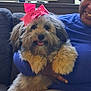 dog, bow, pink_bow, fluffy, pet, smile, person, blue_clothing, hand, couch, indoor, window_blinds, happy, cute, fur, sitting, portrait, cozy, animal, companion