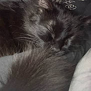 Solace is registered to the contest to win money with this photo: black_cat, sleeping, fluffy_tail, cozy, indoor, pet, fur, resting, close_up, soft_texture, whiskers, animal, domestic_cat, cute, relaxation, quiet, peaceful, feline, nap, comfortable