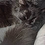 black_cat, sleeping, fluffy_tail, cozy, indoor, pet, fur, resting, close_up, soft_texture, whiskers, animal, domestic_cat, cute, relaxation, quiet, peaceful, feline, nap, comfortable