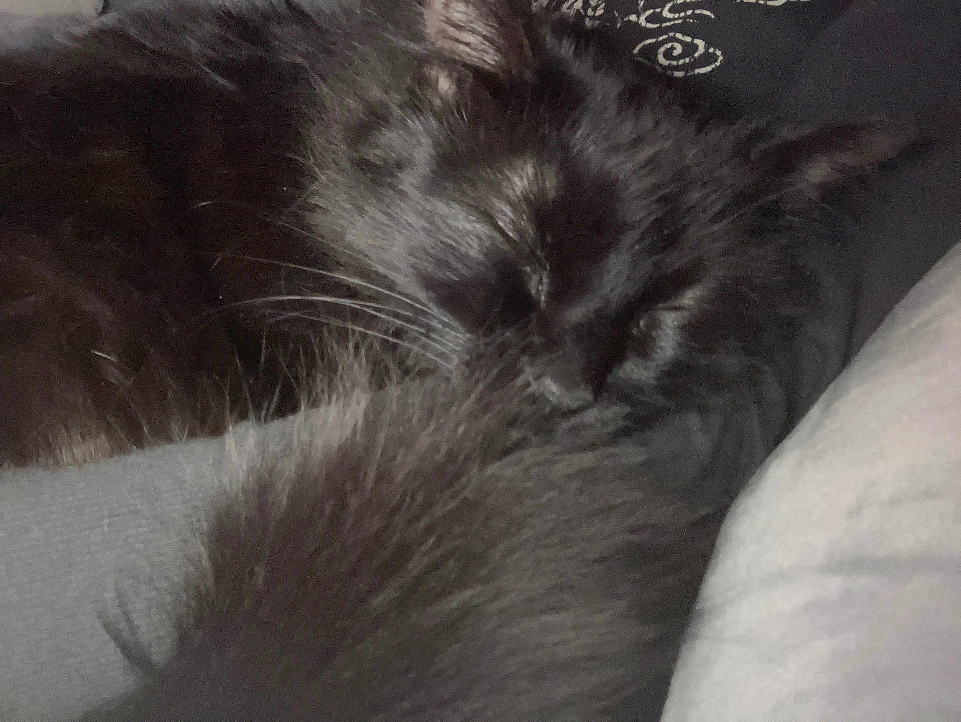 Solace is registered to the contest to win money with this photo: black_cat, sleeping, fluffy_tail, cozy, indoor, pet, fur, resting, close_up, soft_texture, whiskers, animal, domestic_cat, cute, relaxation, quiet, peaceful, feline, nap, comfortable