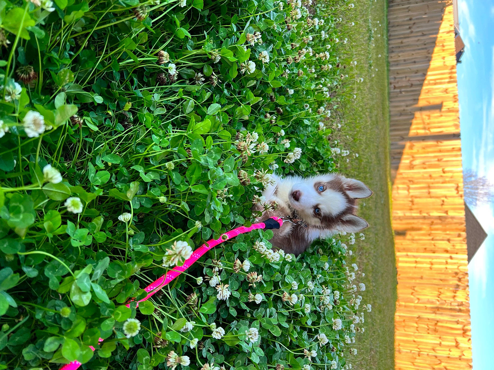 Nova joined the competition — help win amazing prizes! annual_plant, carnivore, companion_dog, dog, dog_breed, dog_supply, fawn, flower, garden, grass, groundcover, leaf, plant, shrub, sporting_group, spring, tail, toy_dog, tree, wood