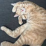 Mario joined the competition — help win amazing prizes! cat, tabby_cat, sleeping, paw, couch, feline, pet, fur, orange_cat, domestic_cat, relaxing, resting, whiskers, pink_nose, cute, indoor, animal, cozy, soft, mammal