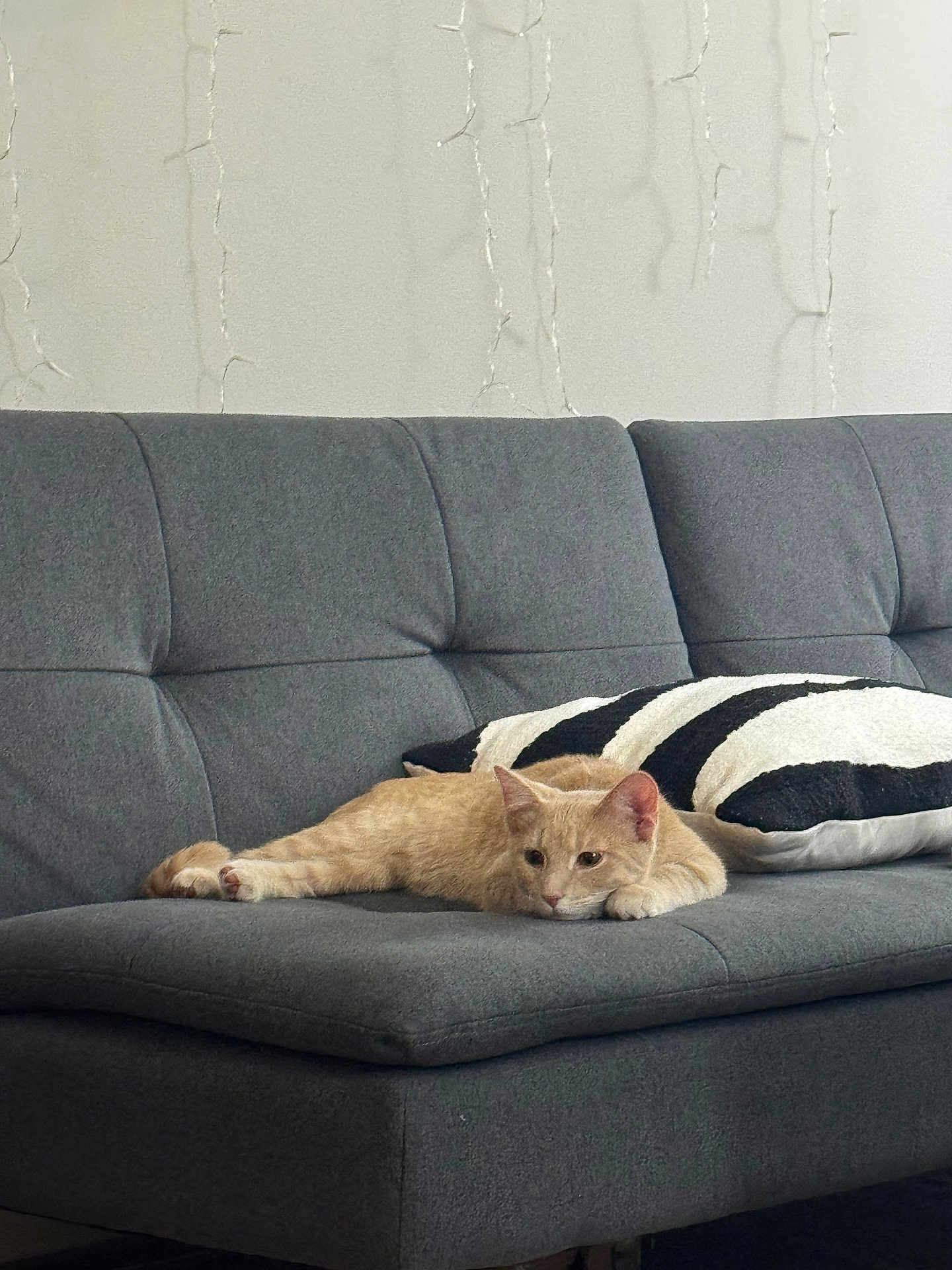 Mario joined the competition — help win amazing prizes! cat, ginger_cat, sofa, gray_sofa, pillow, striped_pillow, indoor, relaxed, resting, furniture, home, living_room, pet, animal, cozy, calm, wall, string_lights, minimalist, domestic