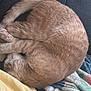 cat, orange_tabby, curled_up, sleeping, fur, paw, blanket, remote_control, couch, fabric, soft, cozy, resting, indoor, pet, animal, relaxed, feline, home, comfort