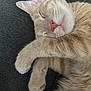Mario is registered to the contest to win money with this photo: cat, sleeping, close_up, tabby, orange, fur, paw, nose, whiskers, relaxed, indoor, pet, animal, cute, cozy, resting, soft, face, feline, peaceful