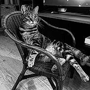 Rio participe au concours pour gagner de l'argent avec cette photo : cat, tabby_cat, wicker_chair, indoor, wooden_floor, relaxed, feline, pet, animal, chair, black_and_white, striped, domestic_cat, furniture, resting, cozy, home, portrait, leisure, curious